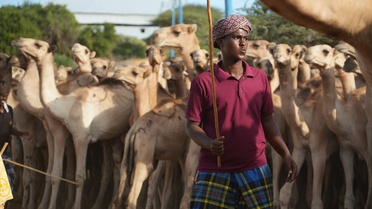 Somali'de 1538 Deve Kurban Edilecek
