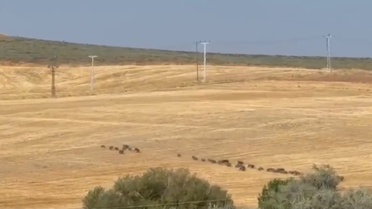 Tunceli'de Domuz Sürüsü Yolda Görüntülendi