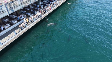 Eminönü'nde Dev Orkinos Heyecanı