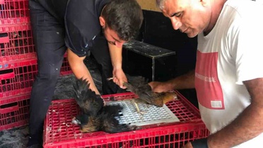 Çelikhan'da 20 Aileye Kümes Hayvanı Dağıtıldı