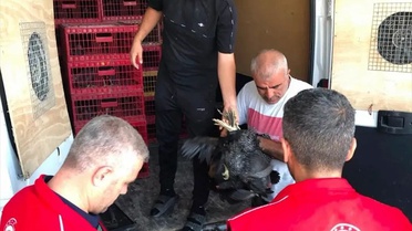Çelikhan'da İhtiyaç Sahibi Ailelere Hayvan Desteği
