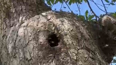 Ağaç Kovuğundan Kilolarca Bal Çıkarıldı