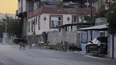 Gaziantep'te tedirgin eden görüntü: Başıboş sokak köpekleri adeta mahalleyi ele geçirdi
