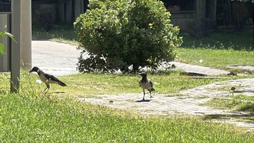 Kahramanmaraş'taki Parkta Karga Kolonisi
