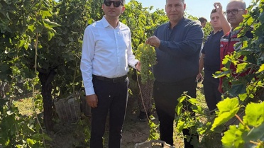 Saruhanlı'da Üzüm Hasadı Devam Ediyor