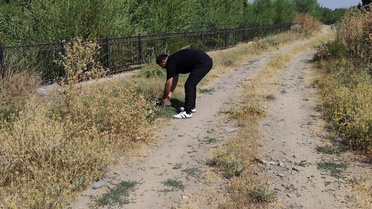 Bulanık'ta Kaplumbağa Kurtarıldı