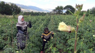 Mecitözü Çiftçileri Doğrudan Satış Yapıyor