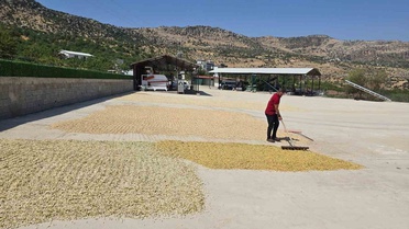 Çermik'te Fıstık Hasadı Başladı