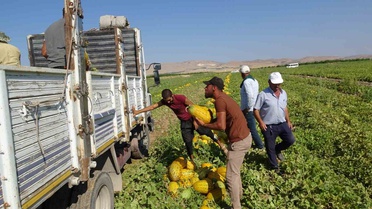 Malatya'da Kavun Hasadı Hızla Devam Ediyor