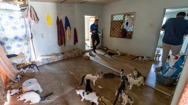 Mersin'de 100 Kedi Koruma Altına Alındı