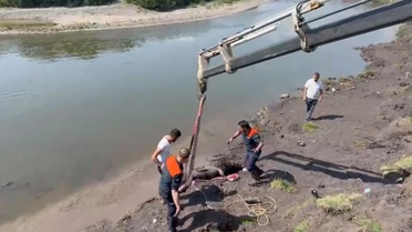 Ardahan'da At Balçığa Saplandı, Kurtarıldı
