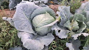 Söğütlü Lahanası Hasadı Başladı