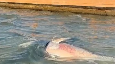 Çeşme ve Karaburun'da Orkinos Ölümleri Artıyor