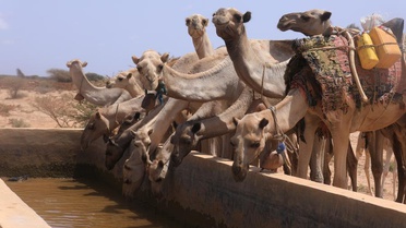 Somali'de Kuraklık ve Yardım Azalması Sorunları