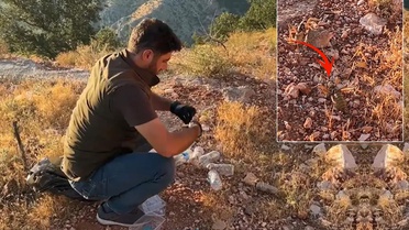 Çinliler Türkiye'deki çekirgelerin peşinde! Neden ortaya çıktı
