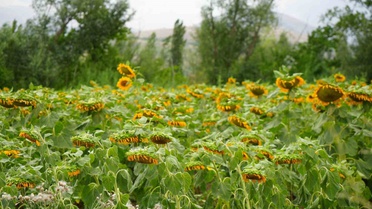 Erzincan'ın Ayçiçeği Tarlaları Görsel Şölen Sunuyor