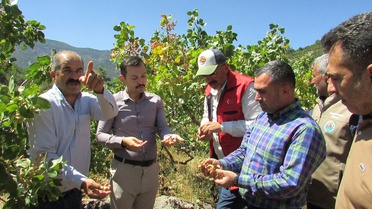İslahiye'de Boz Antep Fıstığı Hasadı Başladı