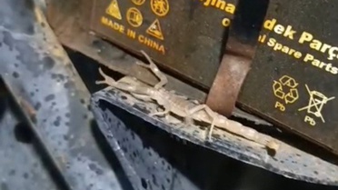 Motosikletin Motorundan Akrep Çıktı