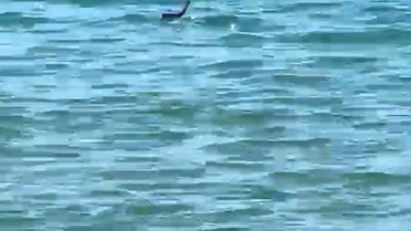 Çeşme'de Tatilciler Yılanla Şaşkınlık Yaşadı