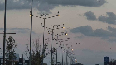 Leyleklerin Sonbahar Göçü Başladı