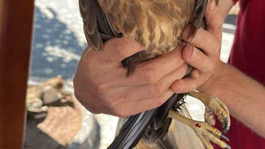 Yaralı Şahin Tedavi Altına Alındı