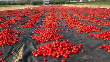 Malatya'da Kurutmalık Domates Hasadı Başladı