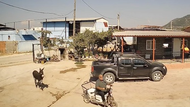 Manisa'da bir garip olay: Eşek muhtara saldırdı