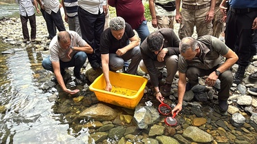 Güneysu Derelerine 25 Bin Alabalık Yavrusu Salındı
