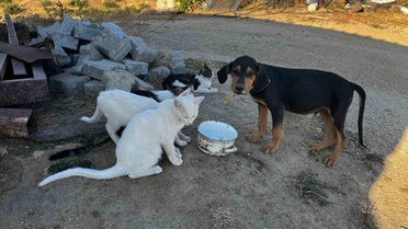 Kediler ve Köpekler Arasındaki Dostluk