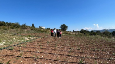 Ereğli'de Maralfalfa Üretimi Başladı