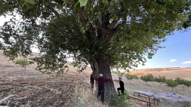 Asırlık Kavak Ağacı Yalıntaş'ta