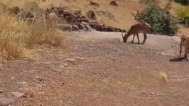 Hekimhan'da Dağ Keçileri Görüntülendi