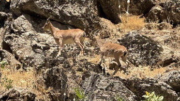 Şırnak'ta Dağ Keçileri Yola İndi