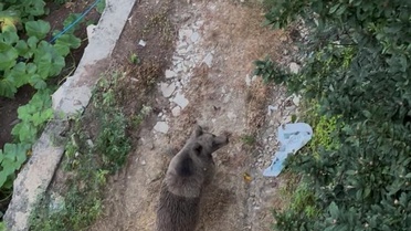 Düzce'de Vatandaşın Bahçesine Giren Ayı Panik Yarattı