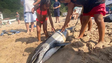 Amasra'da Çocuklardan Ölü Yunusa Şefkat