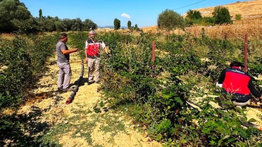 Böğürtlen Ekiminde Kontroller Yapıldı