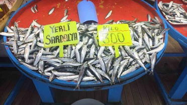 Palamut Sezonu Başlıyor