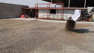 Kahramanmaraş'ta Ayçekirdeği Hasadı Başladı