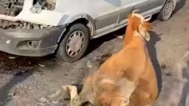Muş'ta Minibüs İneklere Çarptı