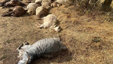 Otlatmak için araziye çıkardı! 36’sını birden kaybetti