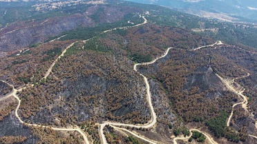 Susurluk'ta Yangın Sonrası Ağaçlandırma Hazırlıkları