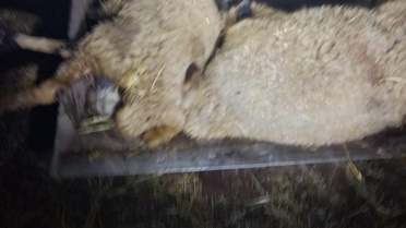 Diyarbakır'da Yıldırım 21 Koyunu Canından Etti