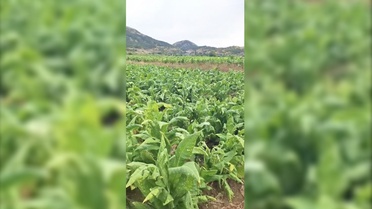 Çelikhan'da Dolu Zararı