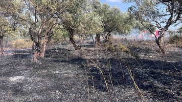 Defne'de Zeytinlik Yangını Kontrol Altına Alındı