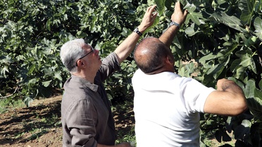 Mudanya Belediye Başkanı Dalgıç’tan incir üreticilerine hasat ziyareti