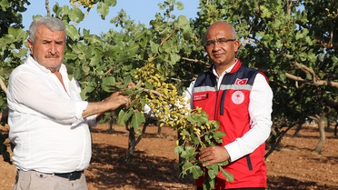 Siirt Fıstığında Beklenen Yüksek Verim