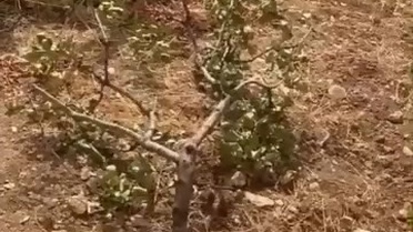Yaban Domuzları Siirt'te Fıstık Üreticilerini Mağdur Ediyor
