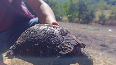 Bolu'nun Mudurnu ilçesinde ormana sıçrayan yangın söndürüldü, alevlerin ortasında kalan kaplumbağa kurtarıldı