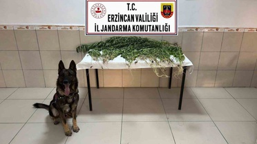 Erzincan'ın Üzümlü ilçesinde Saztepe Mahallesi'nde jandarmanın operasyonunda 227 kök kenevir ele geçirildi, 2 şüpheli tutuklandı