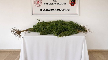 Şanlıurfa Eyyübiye'de Kenevir Operasyonu: 8 Kök Bitki Ele Geçirildi, Şahıs Gözaltında